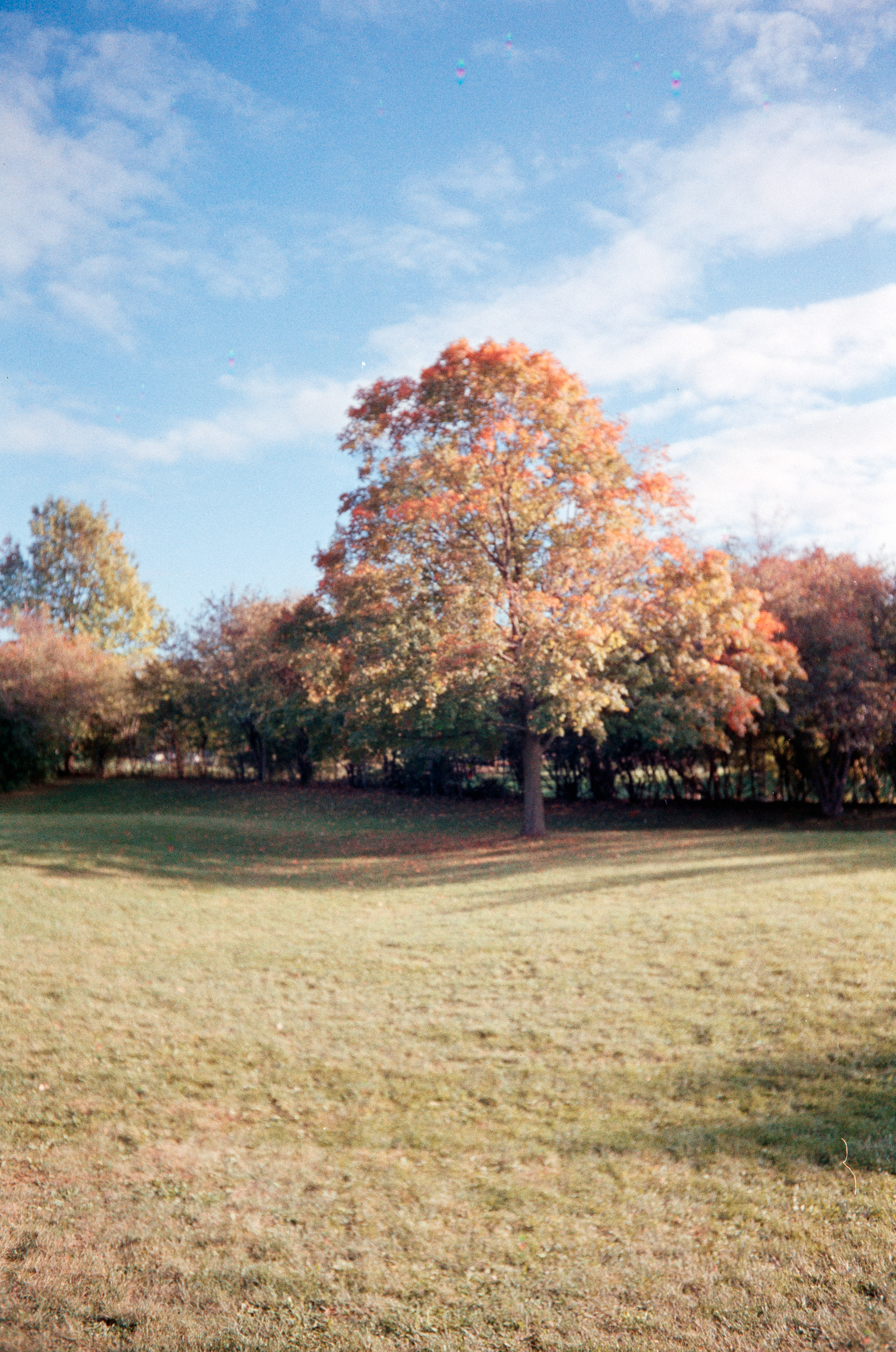 Out of focus tree with changing leaf colors.